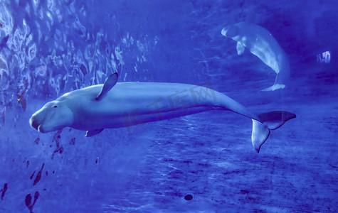 可爱鱼摄影照片_海洋动物白鲸鱼海底游泳白天白鲸鱼海底世界游泳摄影图配图
