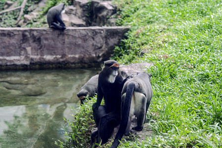 广州广州动物园一群白须长尾猴在草地上玩耍摄影图配图