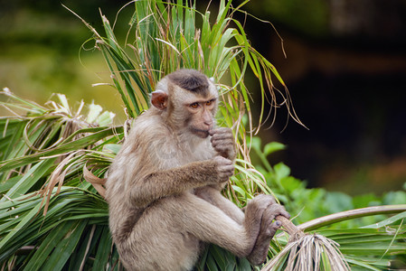 广州广州动物园一只北豚尾猴坐在植物上进食摄影图配图