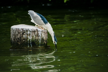 七星瓢虫捕食摄影照片_广州广州动物园一只鹭鸟在湖面上捕食摄影图配图