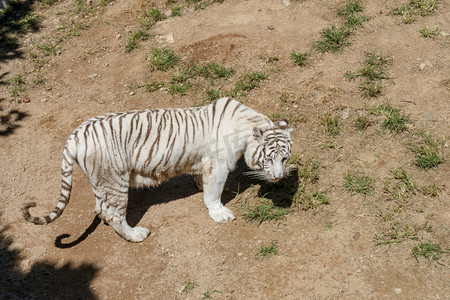 神雕山动物园白天白虎景区旅游摄影图配图