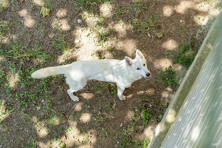 神雕山动物园白天白狼景区旅游摄影图配图