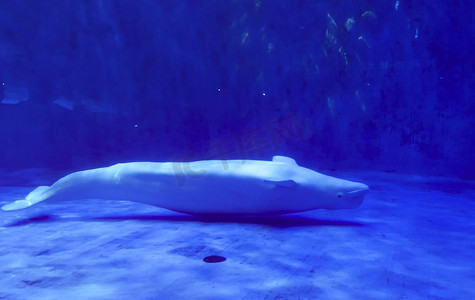 h5海豚摄影照片_海洋动物海豚白鲸鱼白天鲸鱼海豚海洋馆旅游摄影图配图