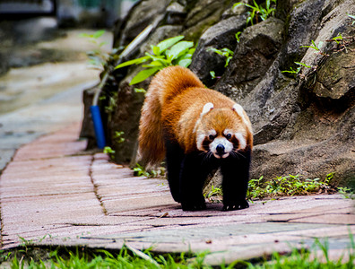 广州广州动物园一只红熊猫在地上觅食摄影图配图