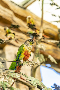 神雕山动物园白天鹦鹉景区游玩摄影图配图