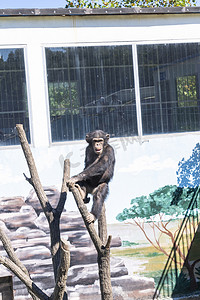 神雕山动物园白天黑猩猩景点旅游摄影图配图