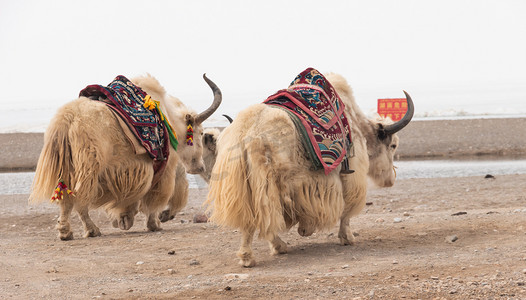 西藏旅行摄影照片_牦牛中午动物拉萨摄影摄影图配图