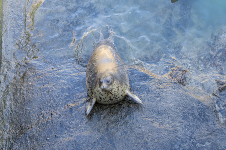 神雕山动物园白天海豹景区旅游摄影图配图