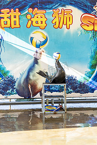神雕山动物园白天海狮表演景区旅游摄影图配图