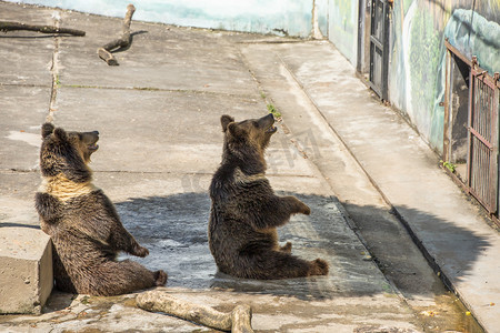 两只棕熊下午棕熊动物园无摄影图配图