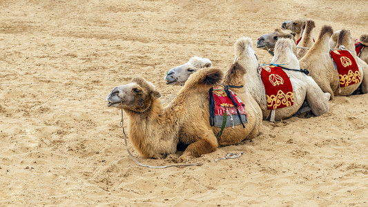 骆驼沙漠上午骆驼秋季素材摄影图配图