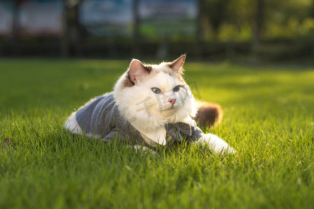 草地上的猫下午猫咪草地无摄影图配图