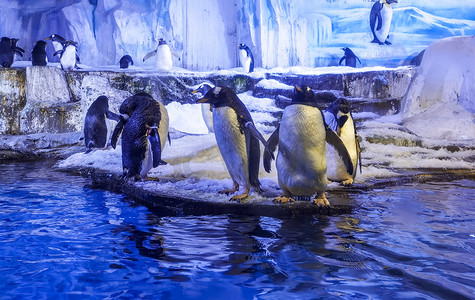 极地动物企鹅白天企业极地旅游摄影图配图