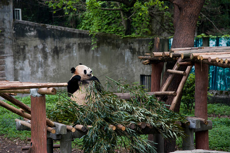 动物园里吃竹子的熊猫摄影图配图