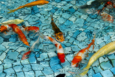 广州广州动物园一群锦鳞在水中游玩摄影图配图