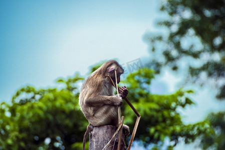 广州广州动物园一只北豚尾猴·站在树顶上玩耍摄影图配图