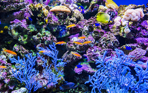 海洋动物海底世界小鱼白天珊瑚鱼海底世界旅游摄影图配图