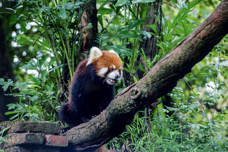 广州广州动物园一只红熊猫在树上玩耍摄影图配图