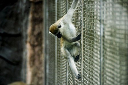 广州广州动物园一只白颊长尾猴爬在铁丝网玩耍摄影图配图