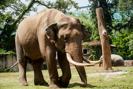 广州广州动物园一只大象在草地玩耍摄影图配图