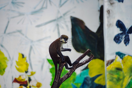 广州动物园摄影照片_广州广州动物园一只红尾猴在树枝上玩耍摄影图配图