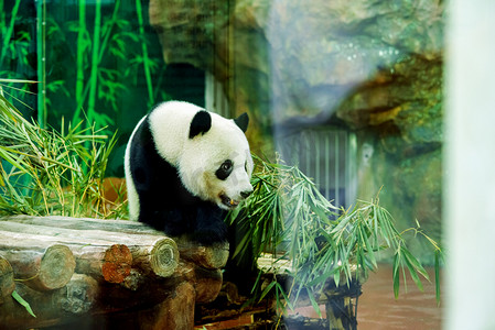 广州广州动物园一只大熊猫在木架上吃竹叶摄影图配图