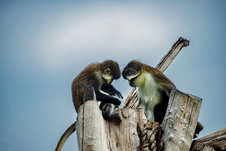 广州广州动物园两只长尾猴在树桩上玩耍摄影图配图