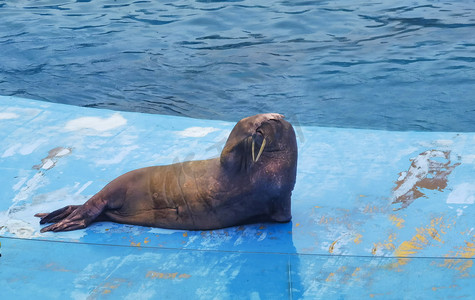 海洋动物海象白天海象海洋馆旅游摄影图配图