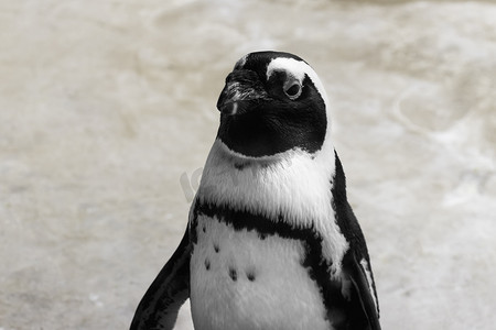 红山动物园下午一只企鹅企鹅看企鹅摄影图配图
