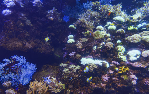 海底世界珊瑚海洋馆白天珊瑚海底世界旅游摄影图配图