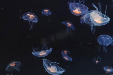 水世界卡通海报摄影照片_海洋馆海底世界动物水母白天水母海洋馆飘摄影图配图