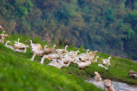 动物家禽草地一群鸭子白天一群鸭子草地河边鸭子摄影图配图