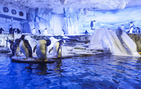 极地动物海洋馆企鹅白天企鹅极地环境旅游摄影图配图
