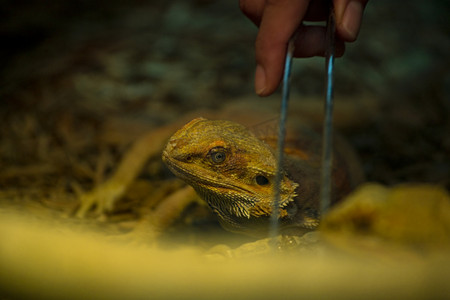 动物园岩蜥上午蜥蜴展览拍摄摄影图配图