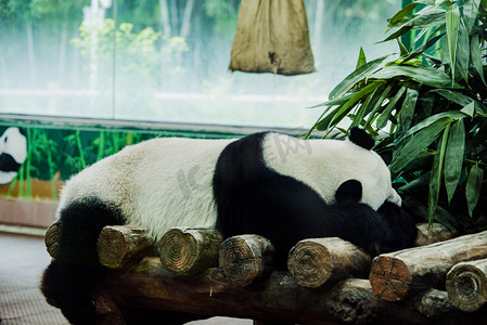 广州广州动物园大熊猫趴在木架上睡觉摄影图配图