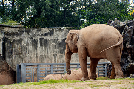 广州广州动物园一头大象站在草地上游玩摄影图配图