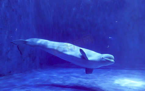 保护海洋动物素材摄影照片_海底世界白鲸海豚动物白天白鲸鱼海底世界旅游摄影图配图