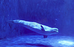海底世界白鲸海豚动物白天白鲸鱼海底世界旅游摄影图配图