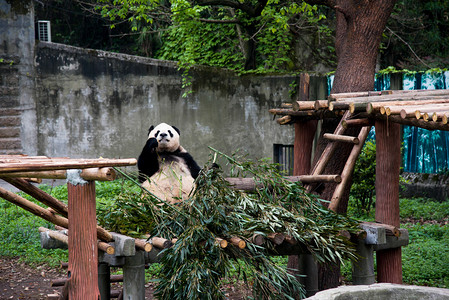 动物园里吃着竹子的熊猫摄影图配图
