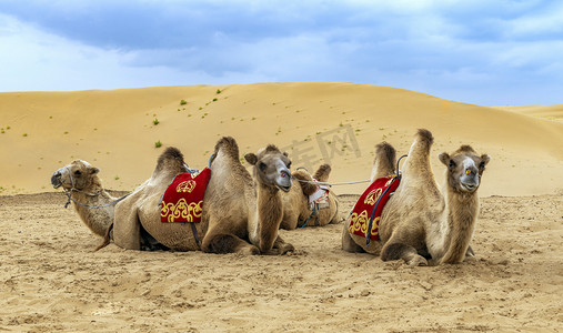 沙漠骆驼上午骆驼秋季素材摄影图配图