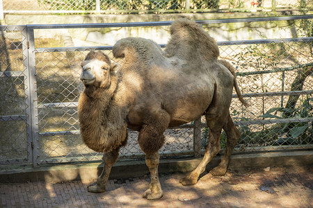 沙漠骆驼摄影摄影照片_动物园骆驼下午骆驼动物园无摄影图配图