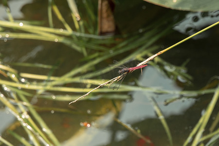停靠在草上的蜻蜓下午蜻蜓湖面无摄影图配图