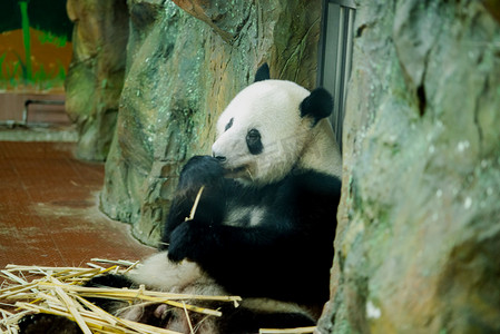 广州广州动物园大熊猫在展厅进食摄影图配图