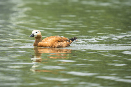 水里的鸭子下午鸭子湖面无摄影图配图