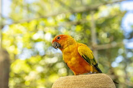 西霞口神雕山动物园白天鹦鹉景点游玩摄影图配图