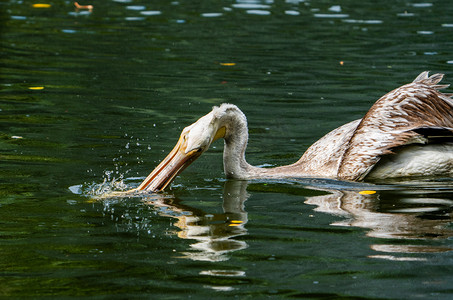 湖中鸟类动物鹈鹕猎食摄影图配图