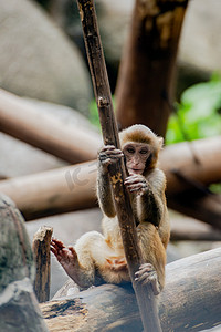 广州广州动物园小猕猴爬在树枝上游玩摄影图配图