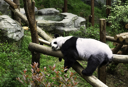 红山动物园下午一只大熊猫动物园睡觉趴着摄影图配图