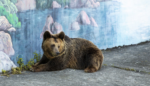 地上休息的棕熊下午棕熊动物园无摄影图配图