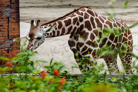 广州动物园摄影照片_广州广州动物园长颈鹿站在地上吃树叶摄影图配图